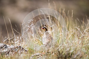 Chukar partridge in the grass