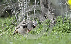 Chukar partridge, Greece