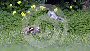 Chukar partridge, Greece