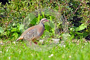 Chukar partridge, Greece