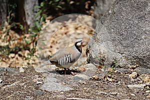 Chukar partridge on the ground covered in rocks under the sunlight with a blurry background
