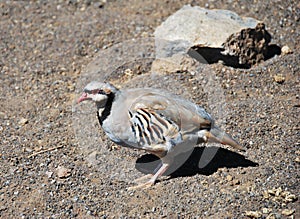 Chukar Partridge at Haleakala