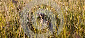 Chukar partridge peeking through grass