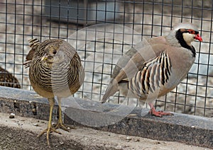 Chukar partridge and pheasant