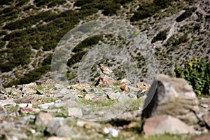 Chukar Partridge (Pheasant) photo