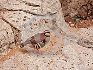 The chukar partridge, or simply chukar, is a Palearctic upland gamebird in the pheasant family Phasianidae.