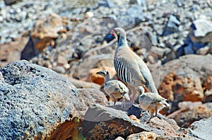 A chukar partridge with two chicks in the Nevada Desert, California photo