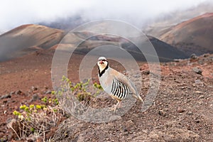 Chukar partridge in the Haleakala National Park photo