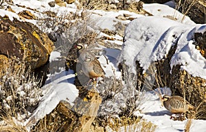 Chukar Partridges bird in snow covered rocks