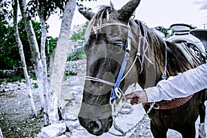 Chulada Horse photo