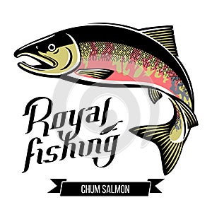 Chum Salmon fish vector illustration
