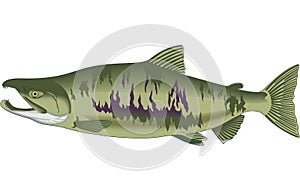 Chum Salmon Illustration