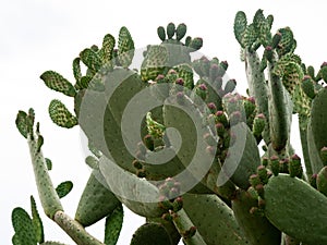 Chumbera, cactus from the Mediterranean area whose fruits are edible. photo