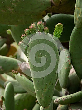 Chumbera, cactus from the Mediterranean area whose fruits are edible photo