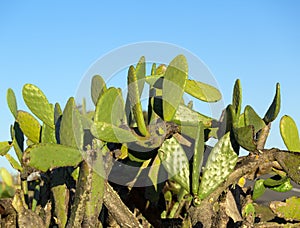 Chumbera Nopal Cactus Plant photo