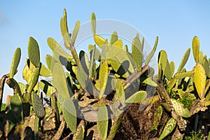 Chumbera Nopal Cactus Plant photo