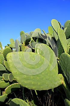 Chumbera nopal cactus plant blue sky photo