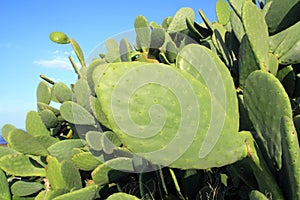 Chumbera nopal cactus plant blue sky photo