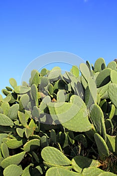 Chumbera nopal cactus plant blue sky photo