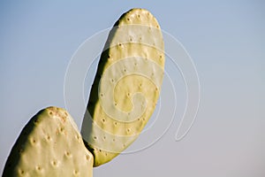 Chumbera nopal cactus in a spanish beach photo