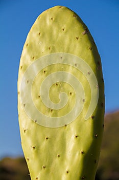 Chumbera nopal cactus in a spanish beach photo