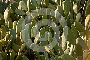 Chumbera nopal cactus in a spanish beach photo