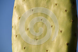 Chumbera nopal cactus in a spanish beach photo