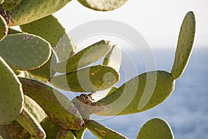 Chumbera nopal cactus in a spanish beach photo