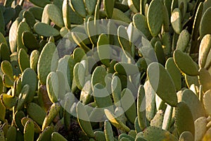 Chumbera nopal cactus in a spanish beach photo