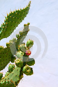 Chumbera nopal prickly pear fruits
