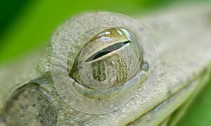 Chunam Tree frog eye closeup macro photo, moist and shiny frog eyes