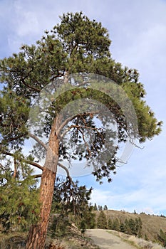 A chunk of forest, with blue sky, at Knox mountain park in Canada