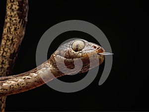 Chunk-Headed Vine Snake on a dark background