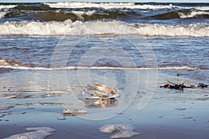 .chunks of ice on a gray sandy surface with reflections, water and waves in the background