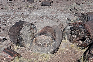 Chunks of Petrified Wood in the Desert of Arizona