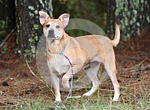 Chunky spayed female Shepherd and Corgi mix breed dog with big ears outside on leash