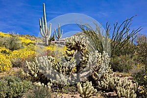 Chupparosa in Sonoran Desert