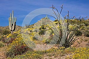 Chupparosa in Sonoran Desert