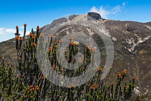 Chuquiragua, the flower of the climber