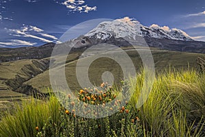 Chuquirahua flowers, paramo meadows and Chimborazo volcano at sunrise photo