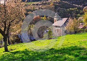 Church in Brdarka and blossoming cherry trees