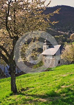 Church in Brdarka and blossoming cherry trees