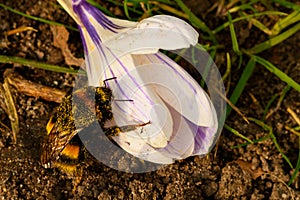 Church Crocus bumble bee