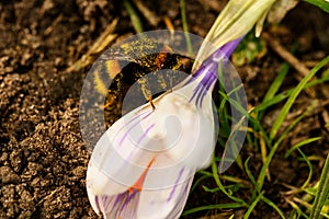 Church Crocus bumble bee