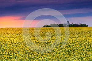 Church and field of rapeseed at sunrise,Transylvania,Romania