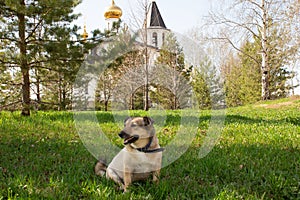 Church in Nefteyugansk with a dog