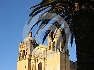 Church and palm tree - Oaxaca - Mexico