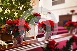 Church Poinsettias