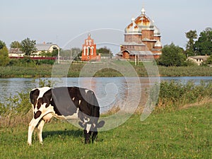 Church on the river bank, country wood church, ukrainian, Cow in meadow outfield grass lea graze there is a grove behind
