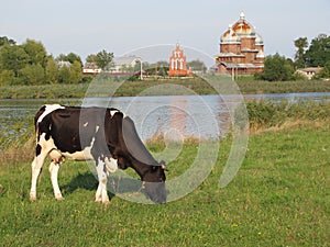 Church on the river bank, country wood church, ukrainian, Cow in meadow outfield grass lea graze there is a grove behind